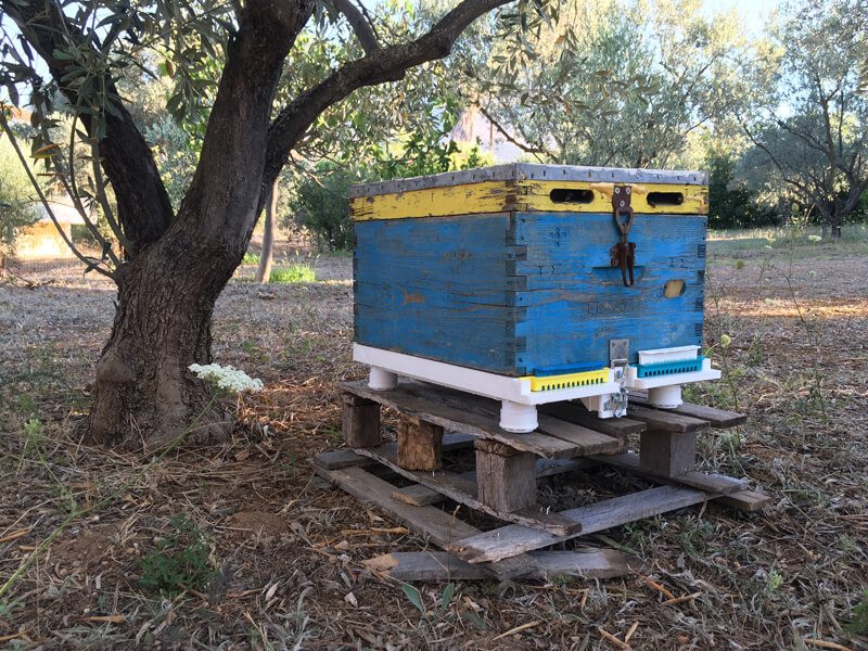 Bienenstcke Evia - Griechenland